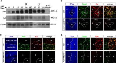 The TAM receptor tyrosine kinases Axl and Mer drive the maintenance of highly phagocytic macrophages